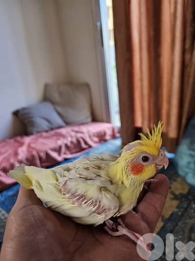 كروان لاتينو