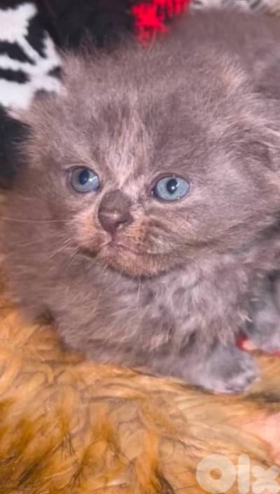 Adorable 2-Month-Old Scottish Fold Kitten