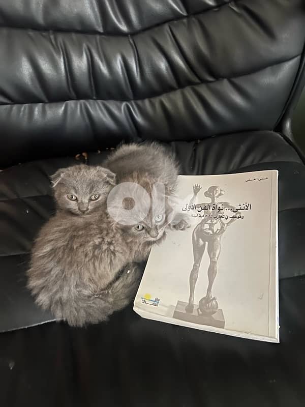 Adorable 2-Month-Old Scottish Fold Kitten 1