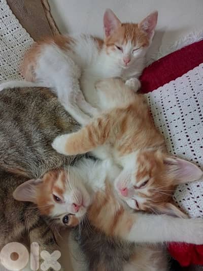 for freeللتبني