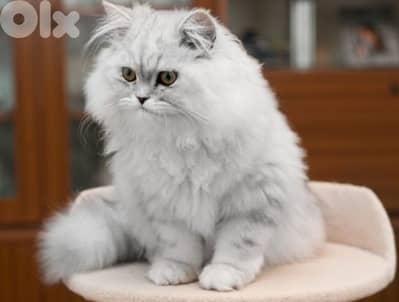 persion mix high quality silver tabby and white