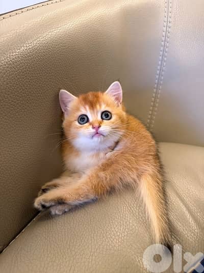 bristish shorhair golden chinchilla