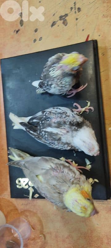 كروان تزقيم