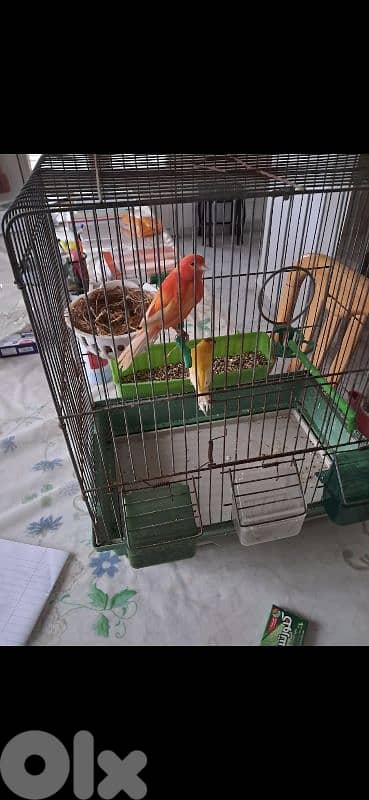 دكر ريد فاكتور وأنثى بلدي وجوز جاوا