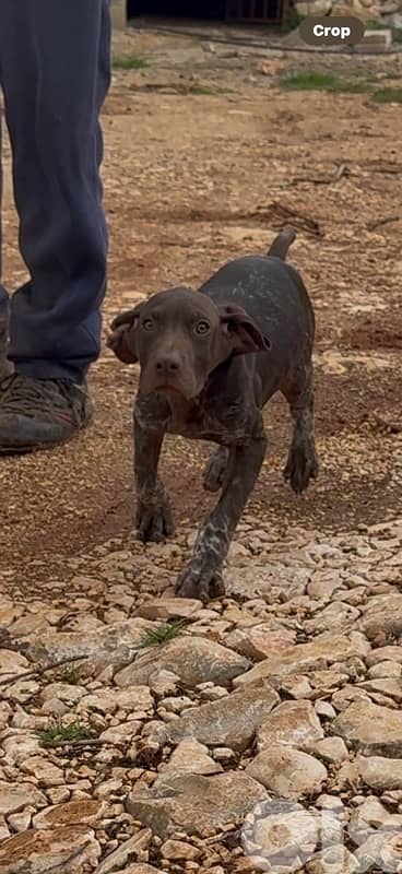 gsp puppies braque 1