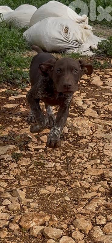 gsp puppies braque 2