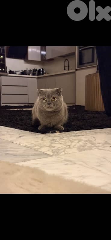 للجواز (أنثى)