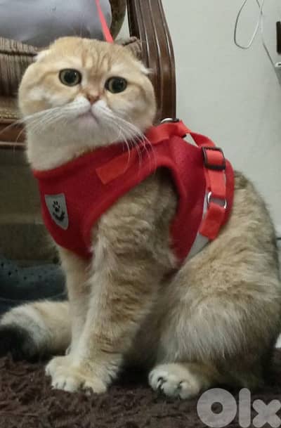 بيروت الروشه