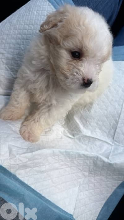 bichon 2 months old