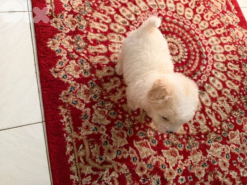 bichon 2 months old 1