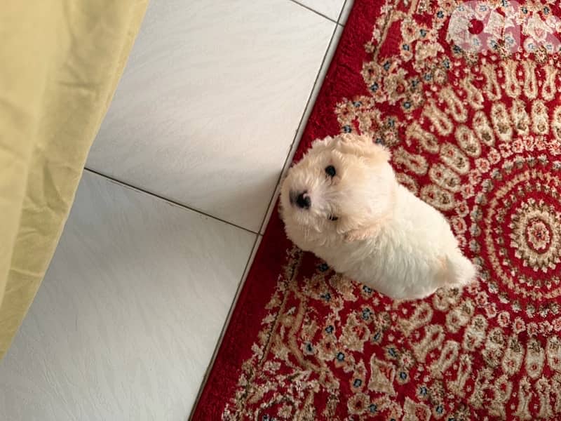 bichon 2 months old 2