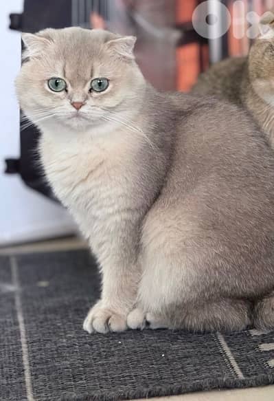 scottish gold 70485808