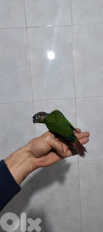 conure green cheek