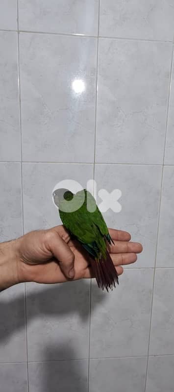 conure green cheek 1