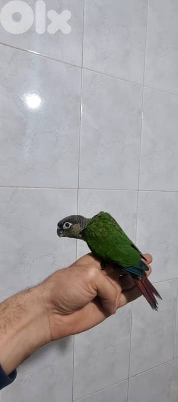 conure green cheek 2