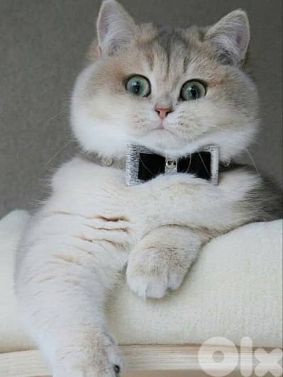 gold & silver & murbel  for contact  70485808