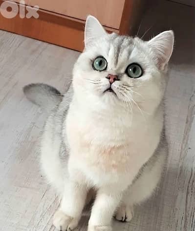 gold & silver & murbel  for contact  70485808