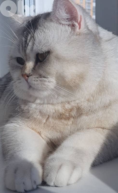 gold & silver & murbel  for contact  70485808 1