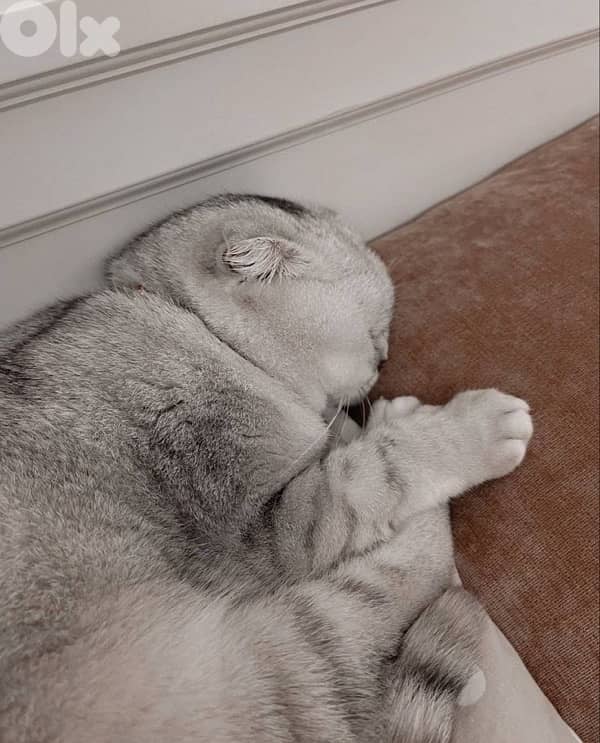 gold & silver & murbel  for contact  70485808 2