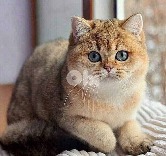 gold & silver & murbel  for contact  70485808 4