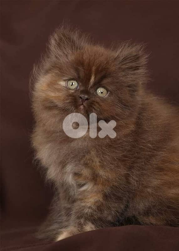 gold & silver & murbel  for contact  70485808 5