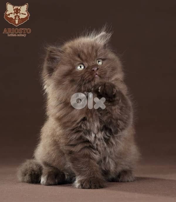 gold & silver & murbel  for contact  70485808 6