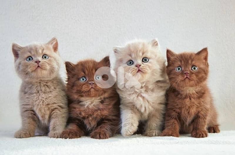 gold & silver & murbel  for contact  70485808 7