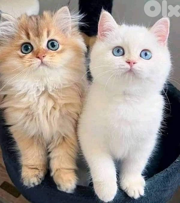 gold & silver & murbel  for contact  70485808 8