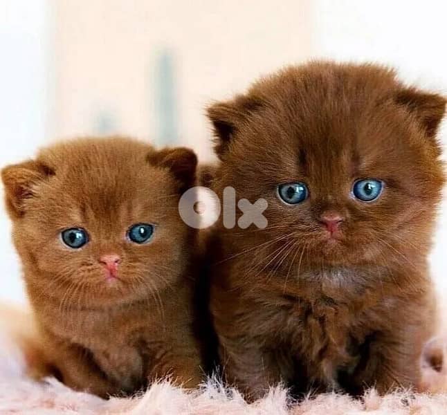 gold & silver & murbel  for contact  70485808 9