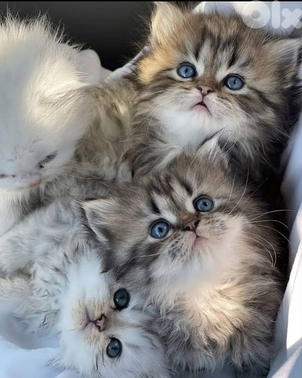 gold & silver & murbel  for contact  70485808 10