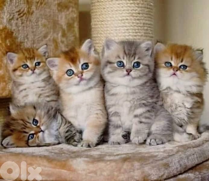 gold & silver & murbel  for contact  70485808 11