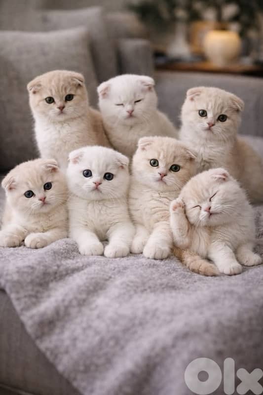 gold & silver & murbel  for contact  70485808 12