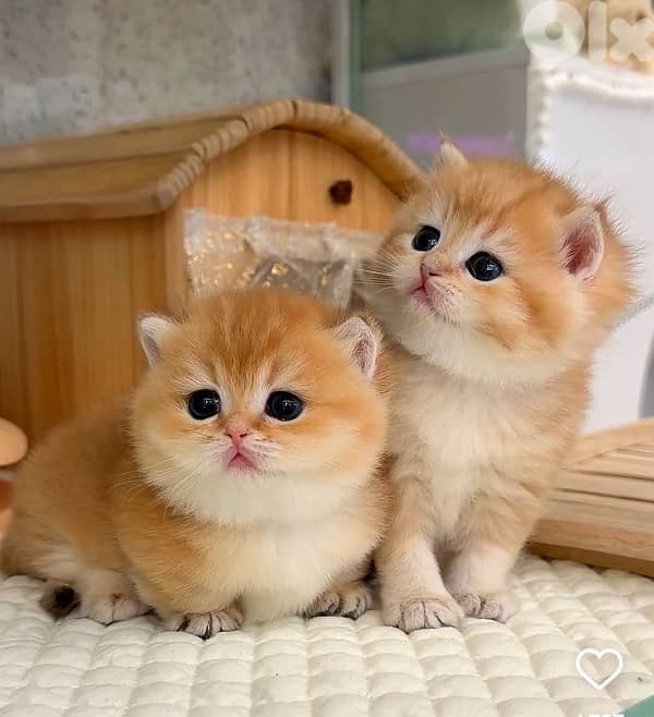 gold & silver & murbel  for contact  70485808 13