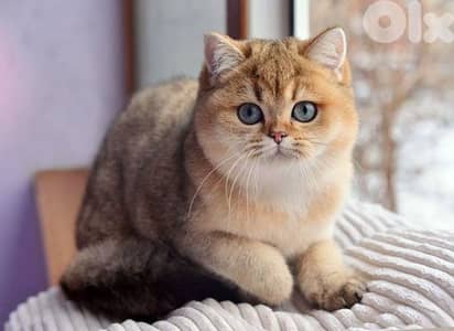 British Golden Chinchilla Kitten -Imported-Available in Store
