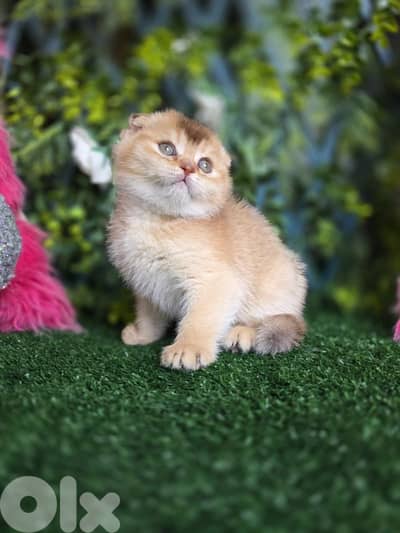 Scottish Fold Golden Chilla