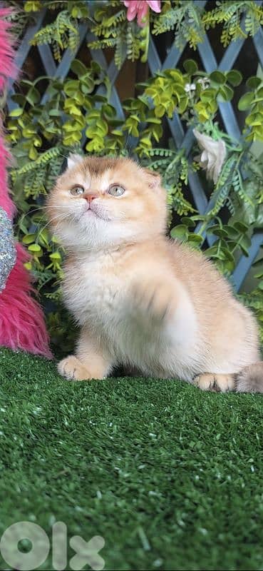 Scottish Fold Golden Chilla 2