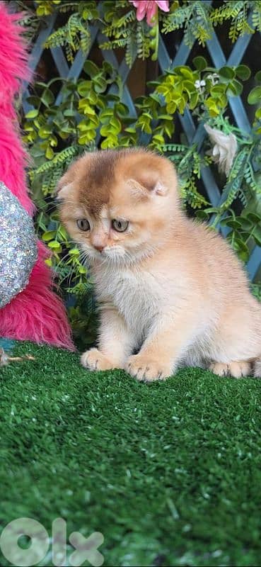 Scottish Fold Golden Chilla 3