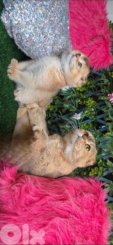 Scottish Fold Golden Chilla 5