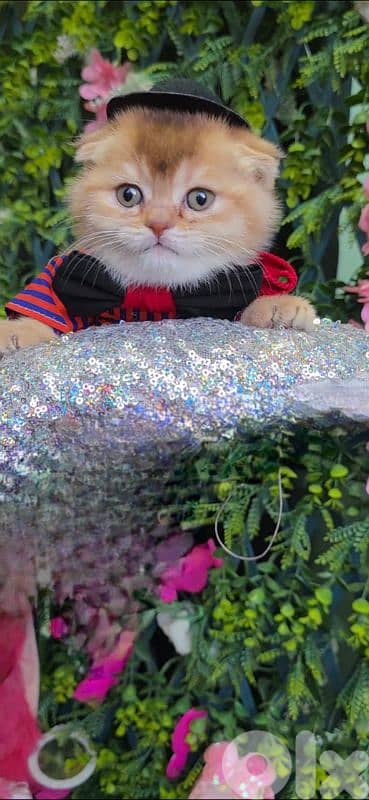 Scottish Fold Golden Chilla 6