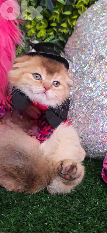 Scottish Fold Golden Chilla 7