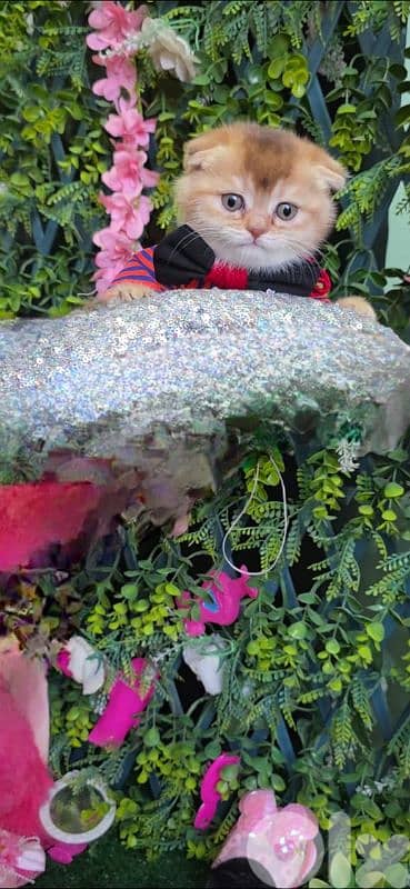Scottish Fold Golden Chilla 8