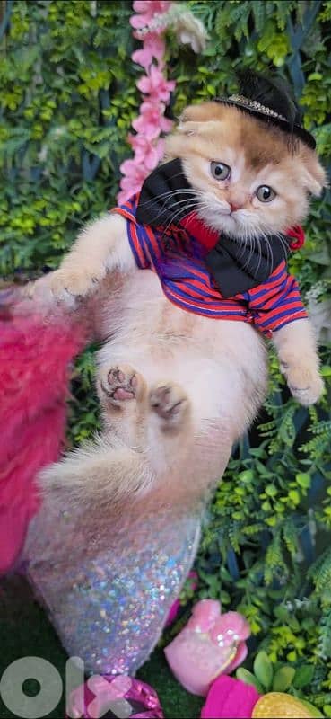 Scottish Fold Golden Chilla 9