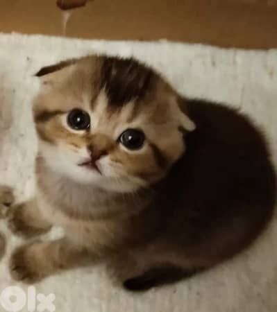 Scottish fold Black Chinchilla kitten