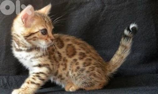 Bengal kitten imported