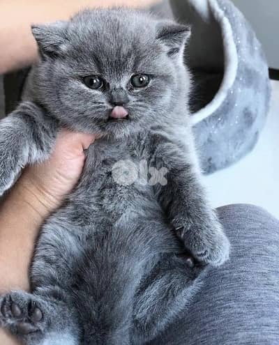 amazing britsh short hair