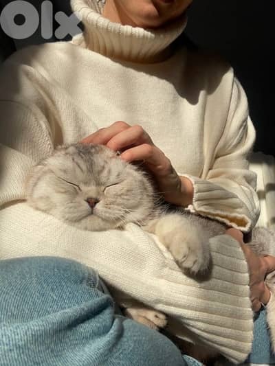 scottish silver  female vaccinated