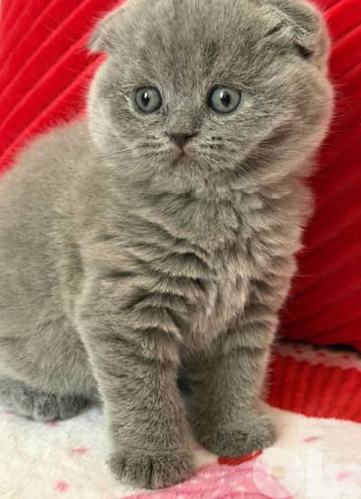 Scottish fold