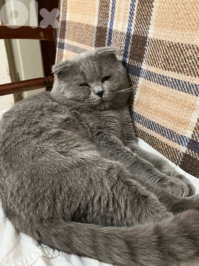 Scotch Fold for sale