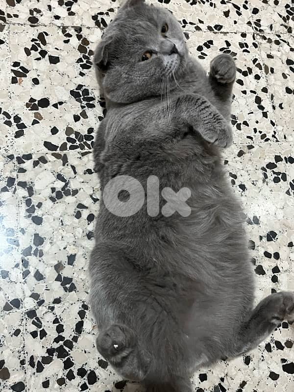 Scotch Fold for sale 1