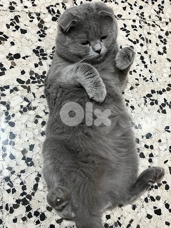 Scotch Fold for sale 2